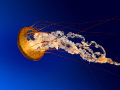 jellyfish1
