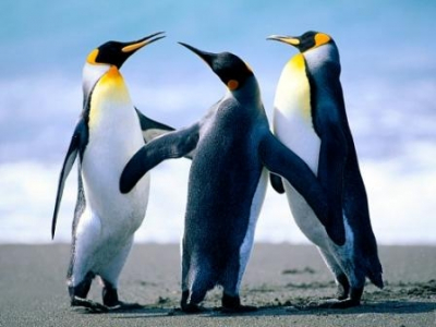 penguins1
