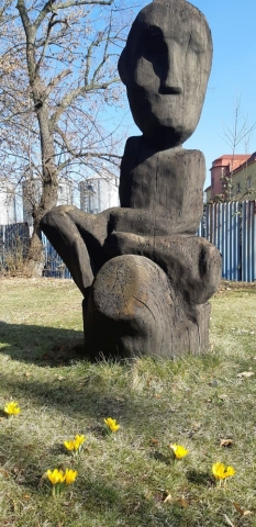 krokus