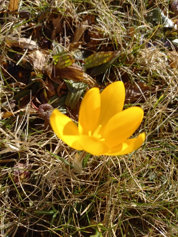 Projekt KROKUS pokračuje