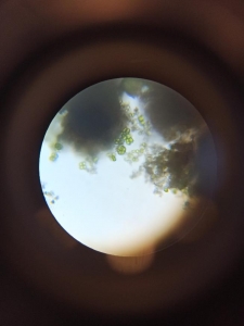 foto: Kania