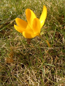 krokus