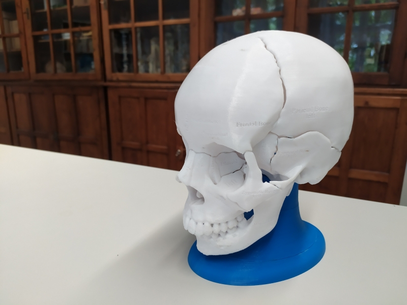 Model lidské lebky ze školní 3D tiskárny