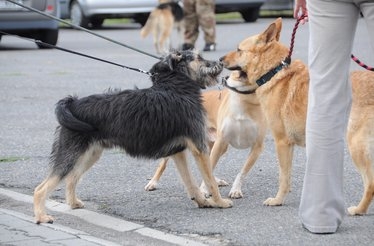 Sbírka jídla a hraček pro psí útulek v Bohumíně