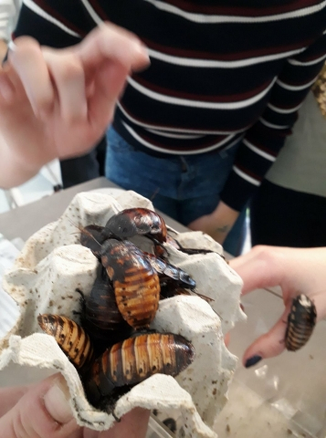 Pitva švába ve 3. ročníku biologický seminář